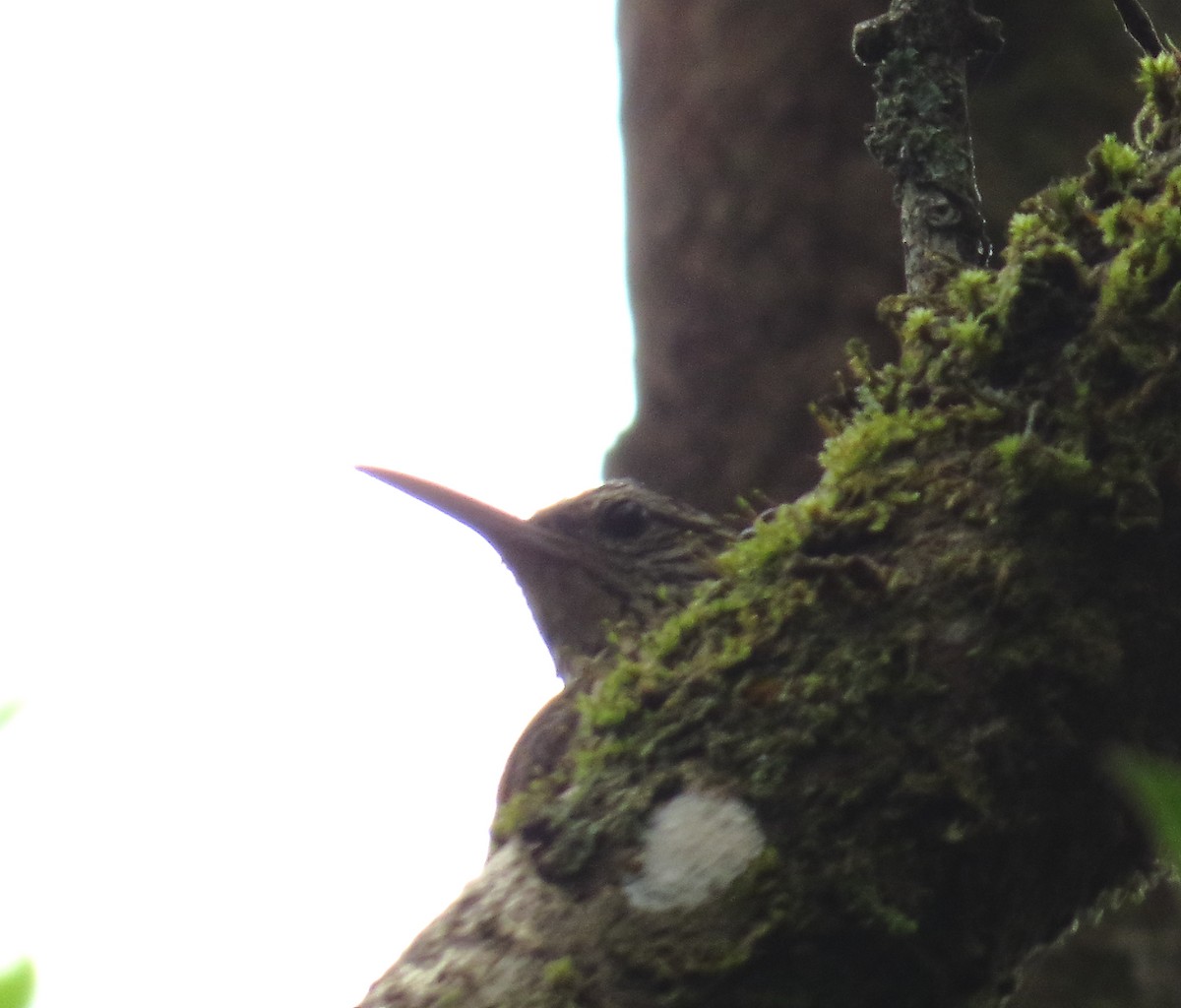 Straight-billed Woodcreeper - ML41184131