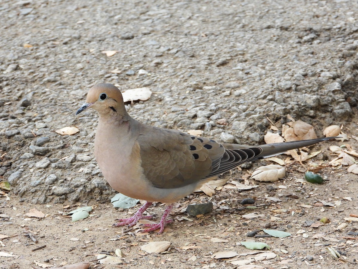Mourning Dove - James Maley