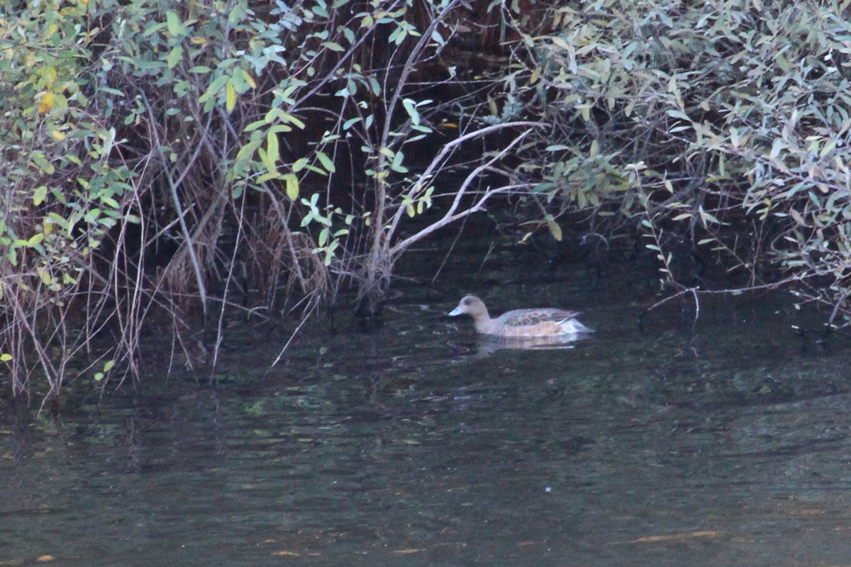 Eurasian Wigeon - ML41184271