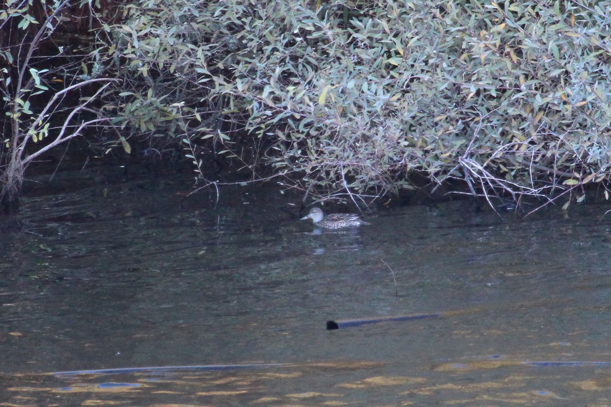 Green-winged Teal - ML41184291