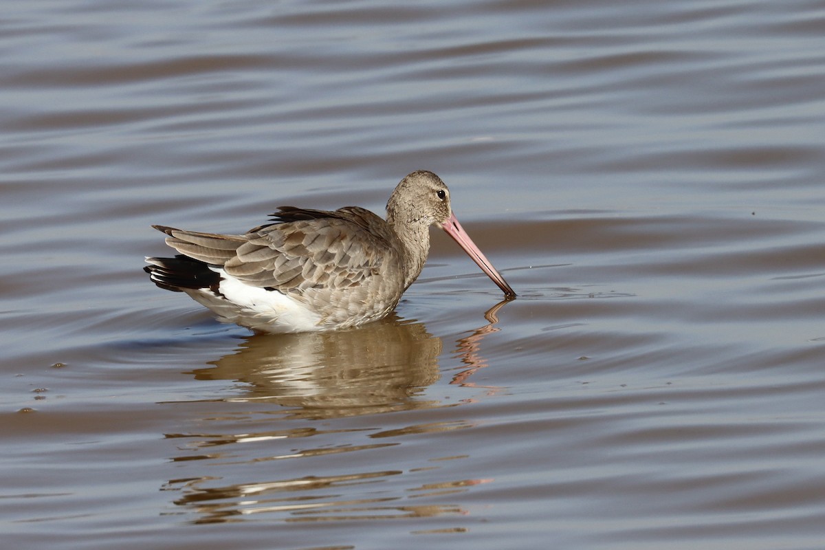 Black-tailed Godwit - ML411844051