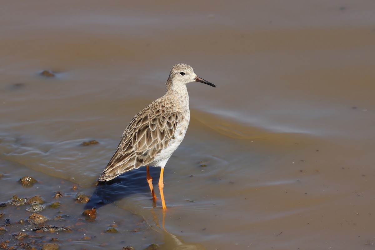 Ruff - Oliver Fowler