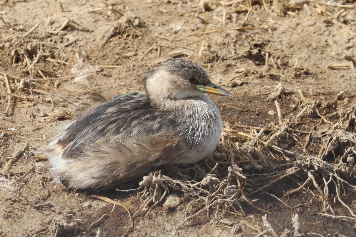 Little Grebe - ML411844311