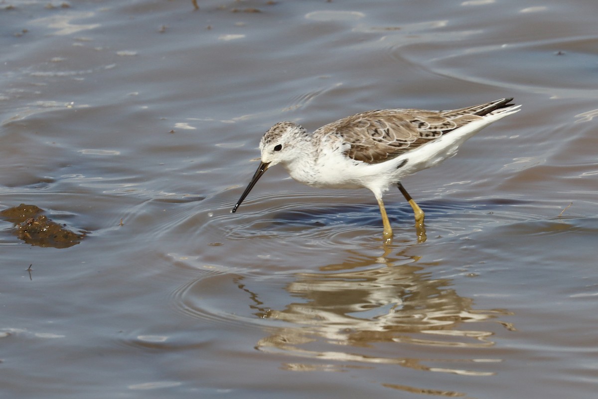 Marsh Sandpiper - ML411844381