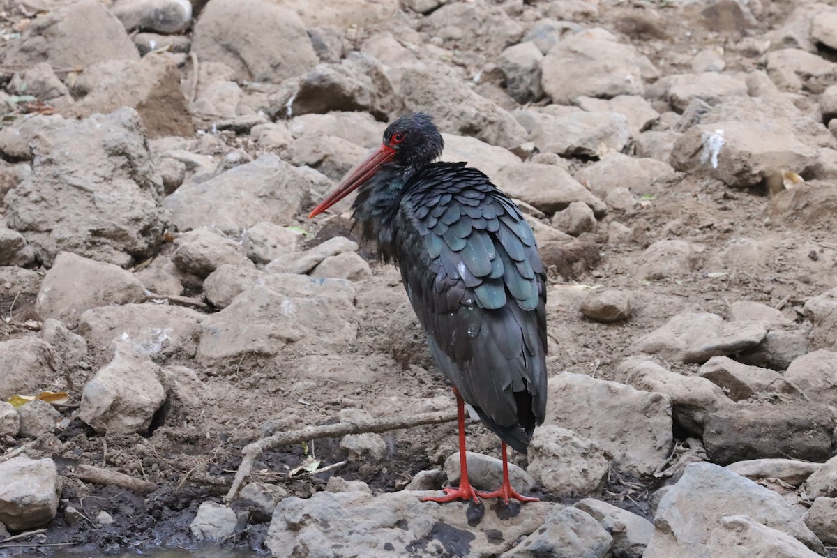 Black Stork - Oliver Fowler