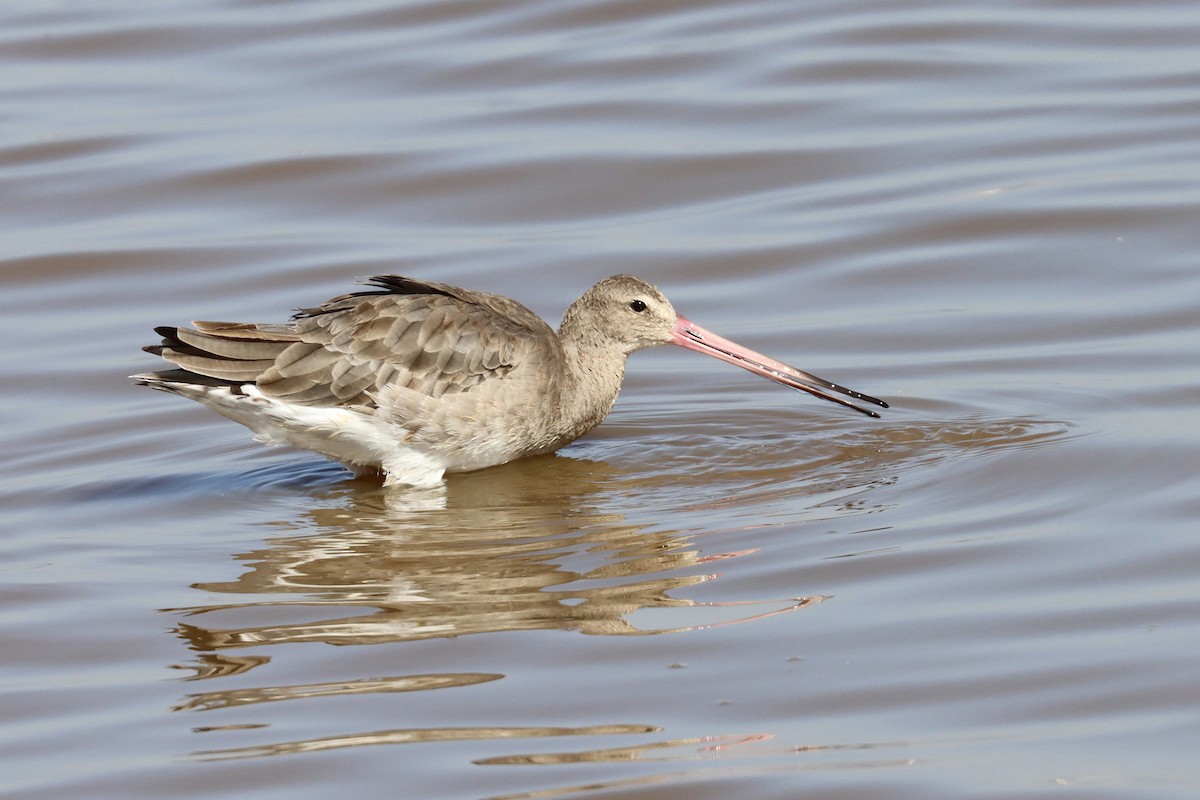 Black-tailed Godwit - ML411844621