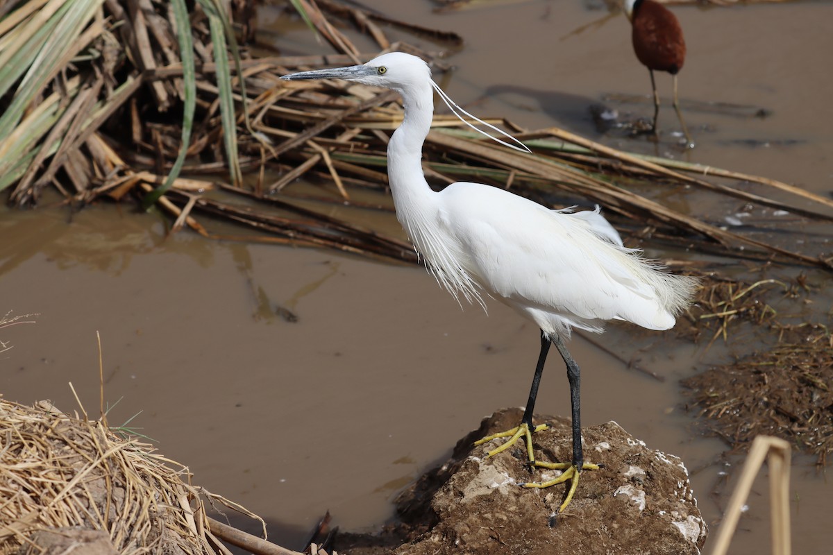 Aigrette garzette - ML411844681