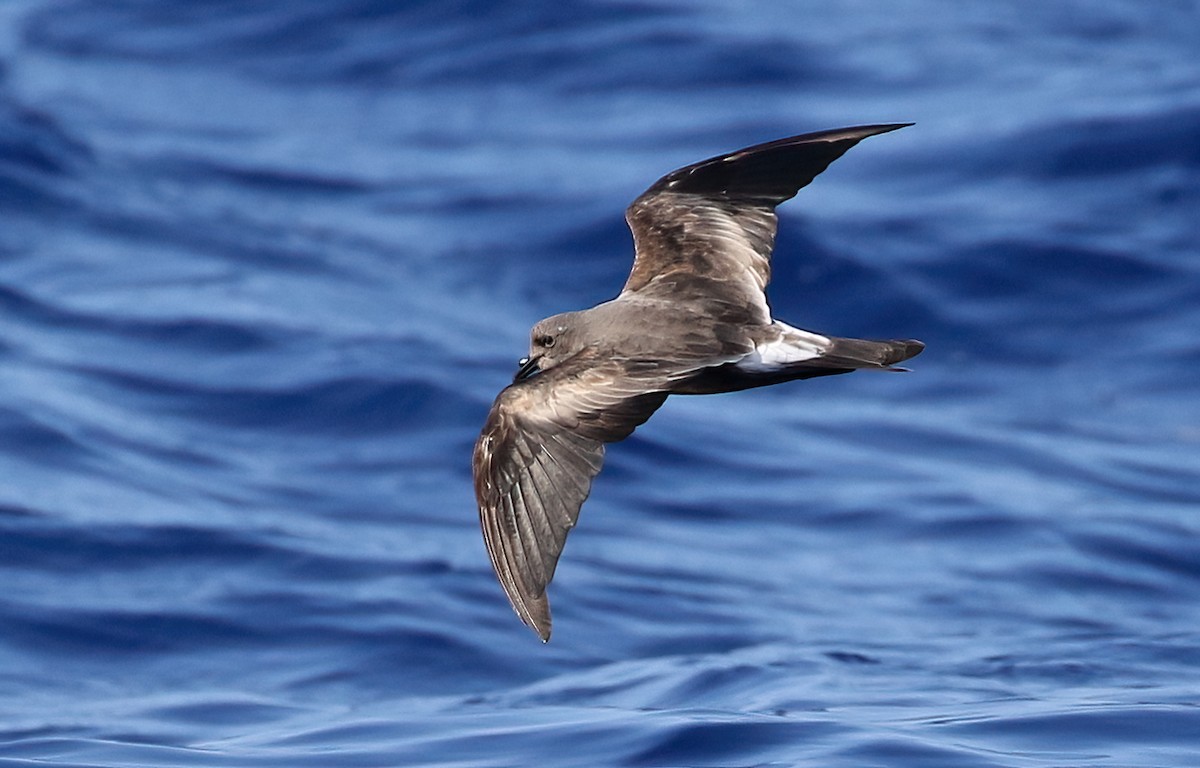 Leach's Storm-Petrel - ML411844991