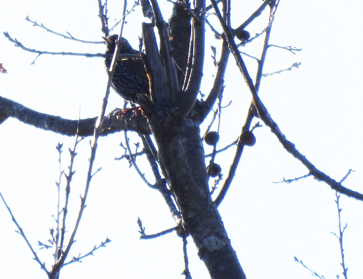 European Starling - Colton Wilmot