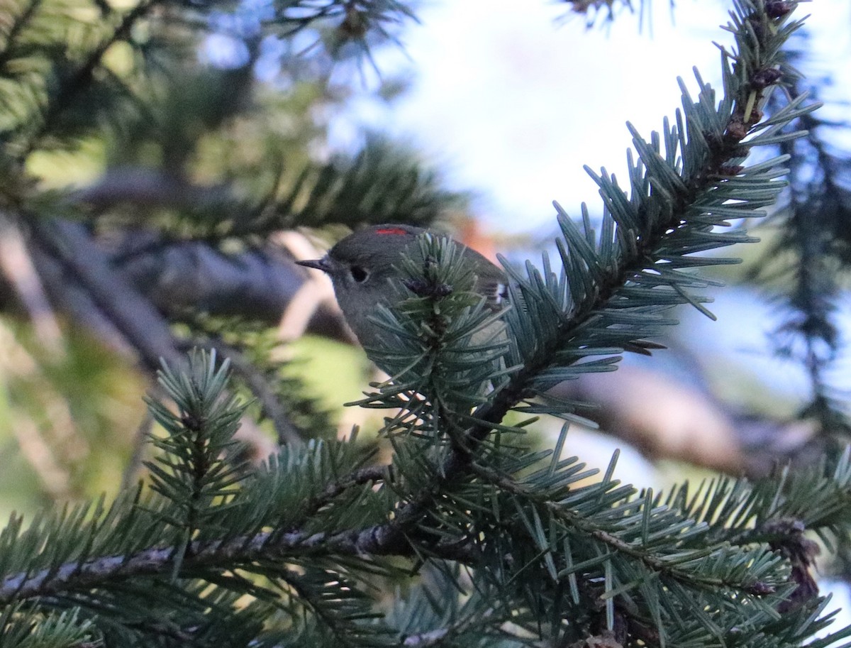 Ruby-crowned Kinglet - Sheila Norton