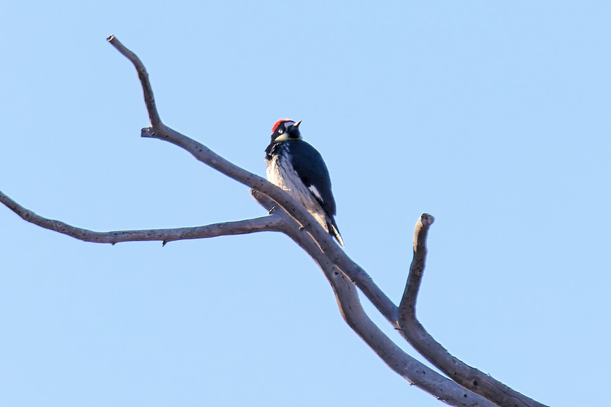 Acorn Woodpecker - ML411848721