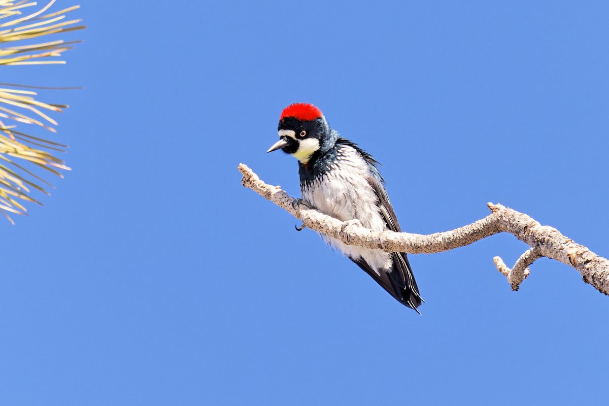 Acorn Woodpecker - ML411848731