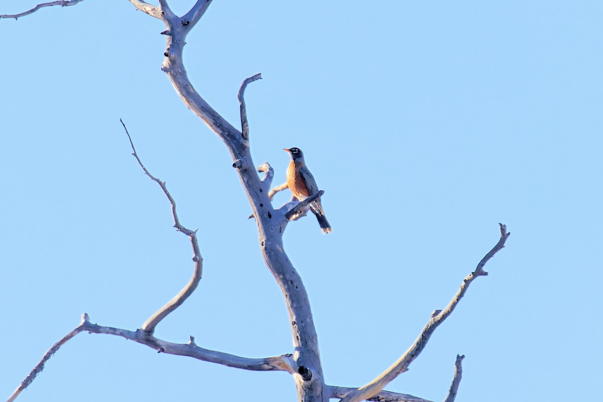 American Robin - ML411848761