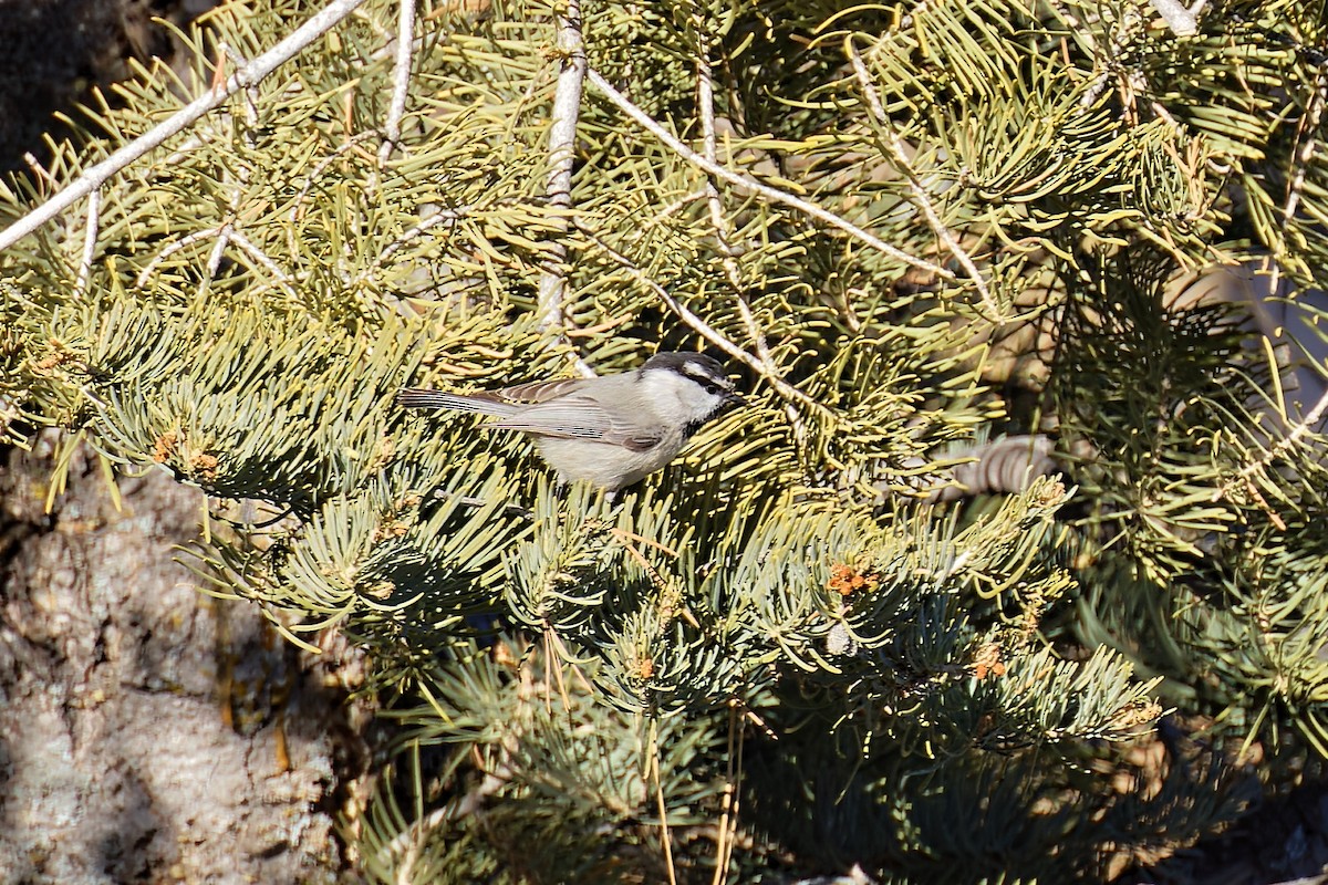 Mountain Chickadee - ML411848771