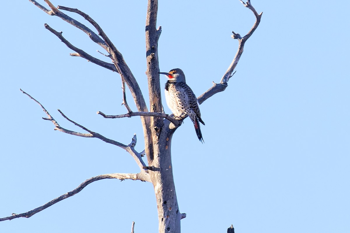 Northern Flicker (Red-shafted) - ML411848841