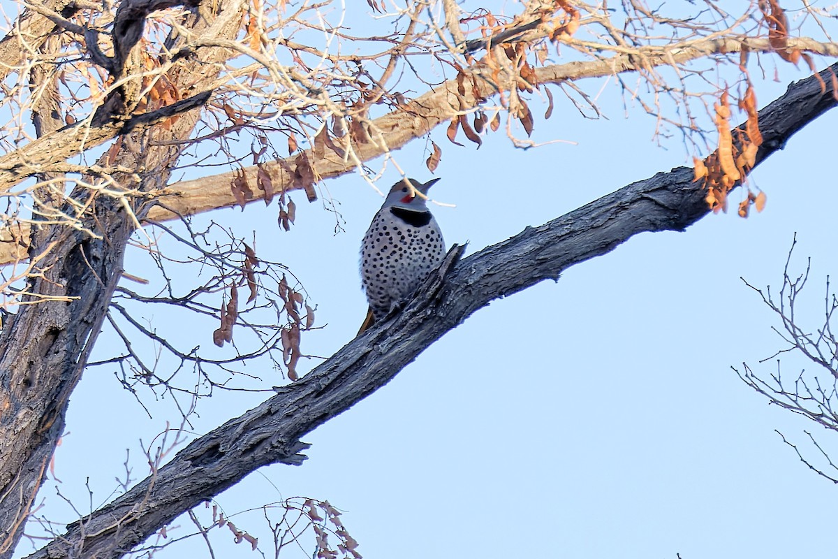 Northern Flicker (Red-shafted) - ML411848851