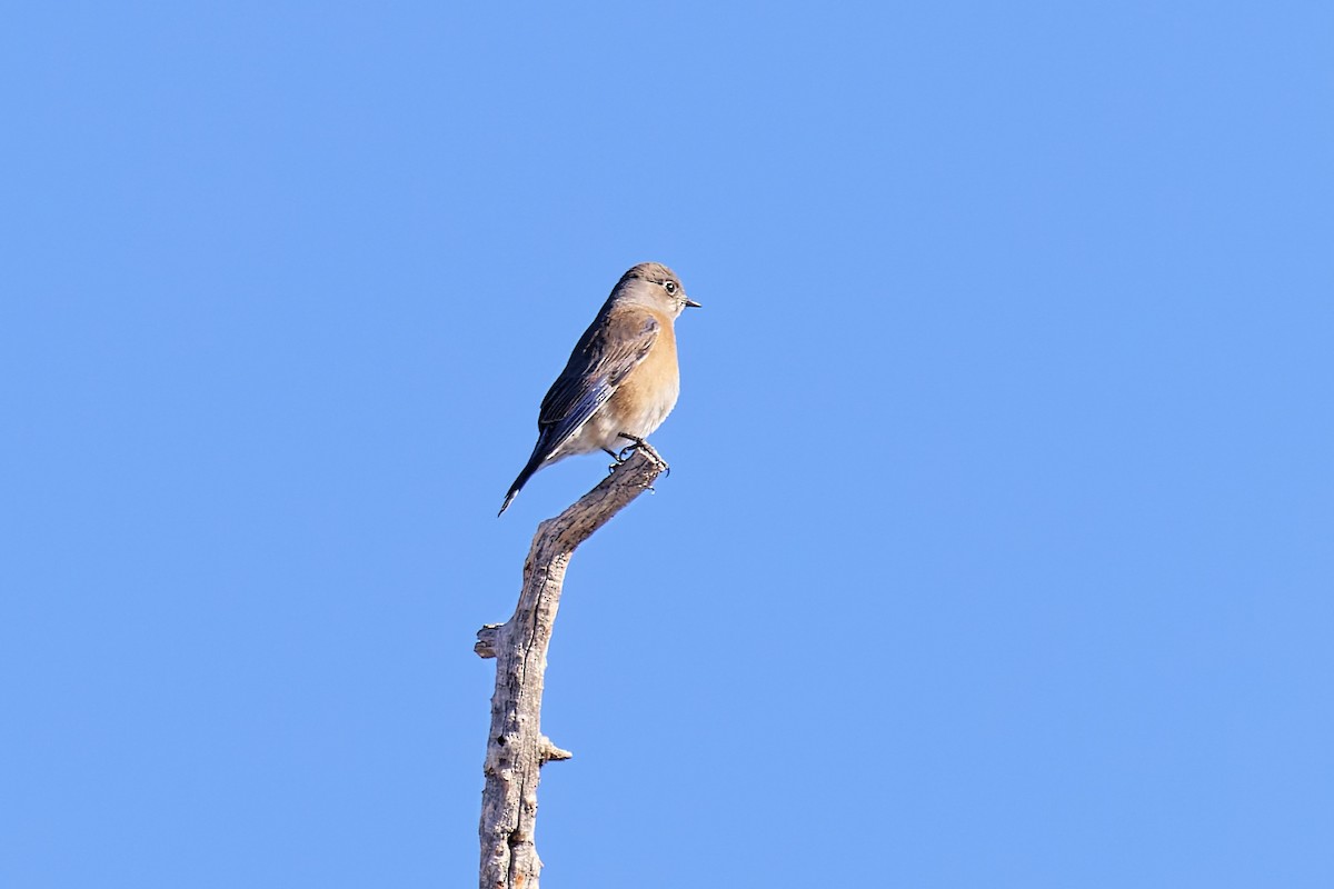 Western Bluebird - ML411848921