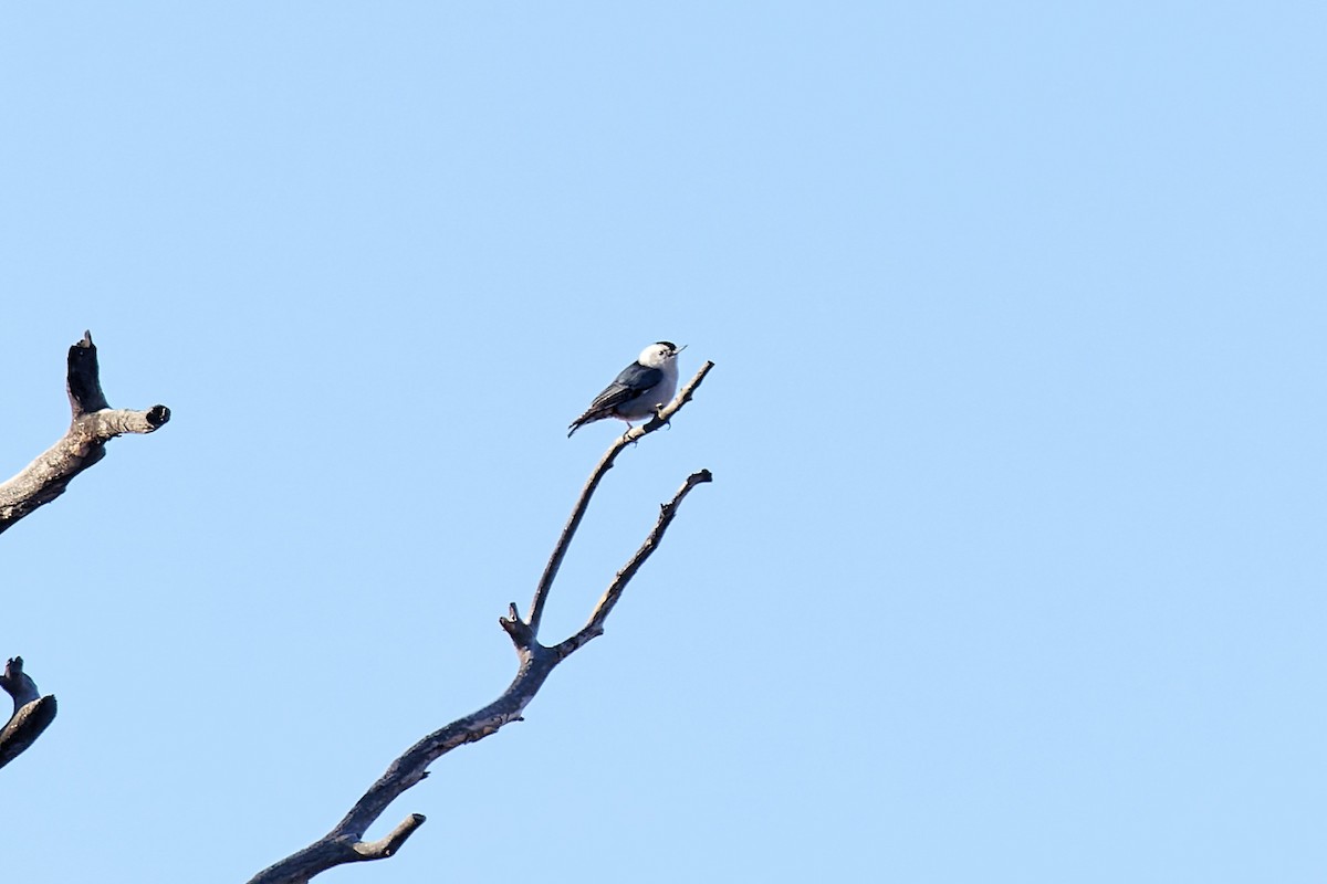 White-breasted Nuthatch - ML411848931