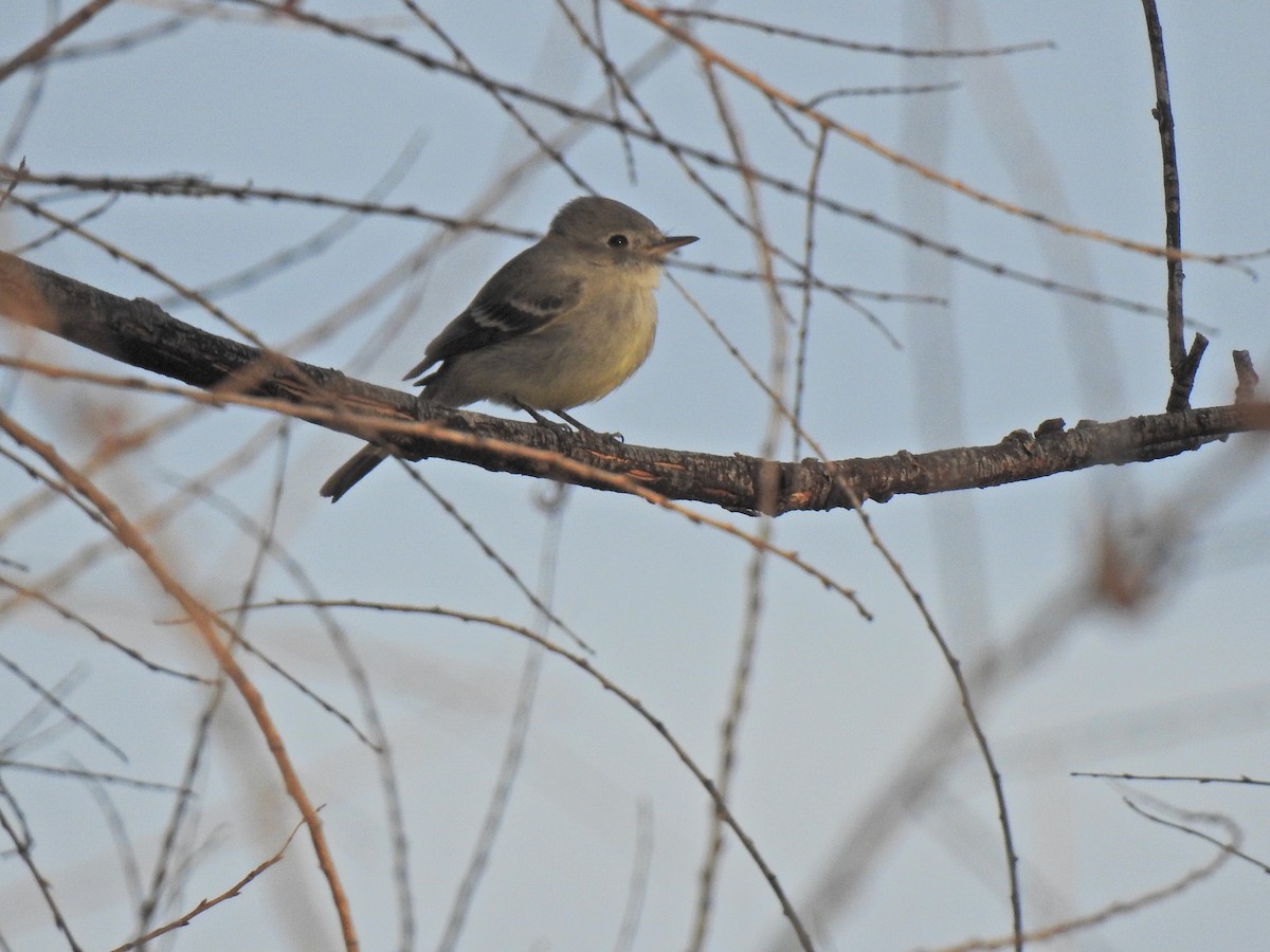 Gray Flycatcher - Gloria and Andy Schwabe