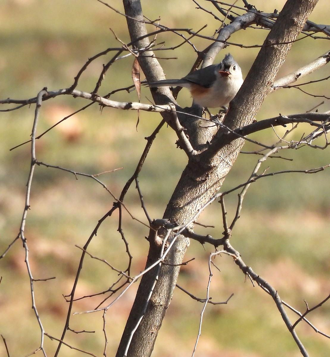 Tufted Titmouse - ML411850791