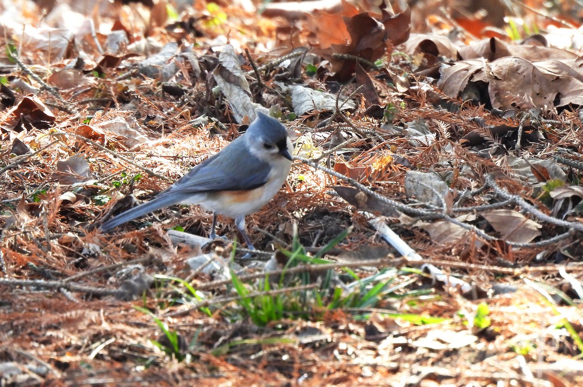 Tufted Titmouse - Colton Wilmot