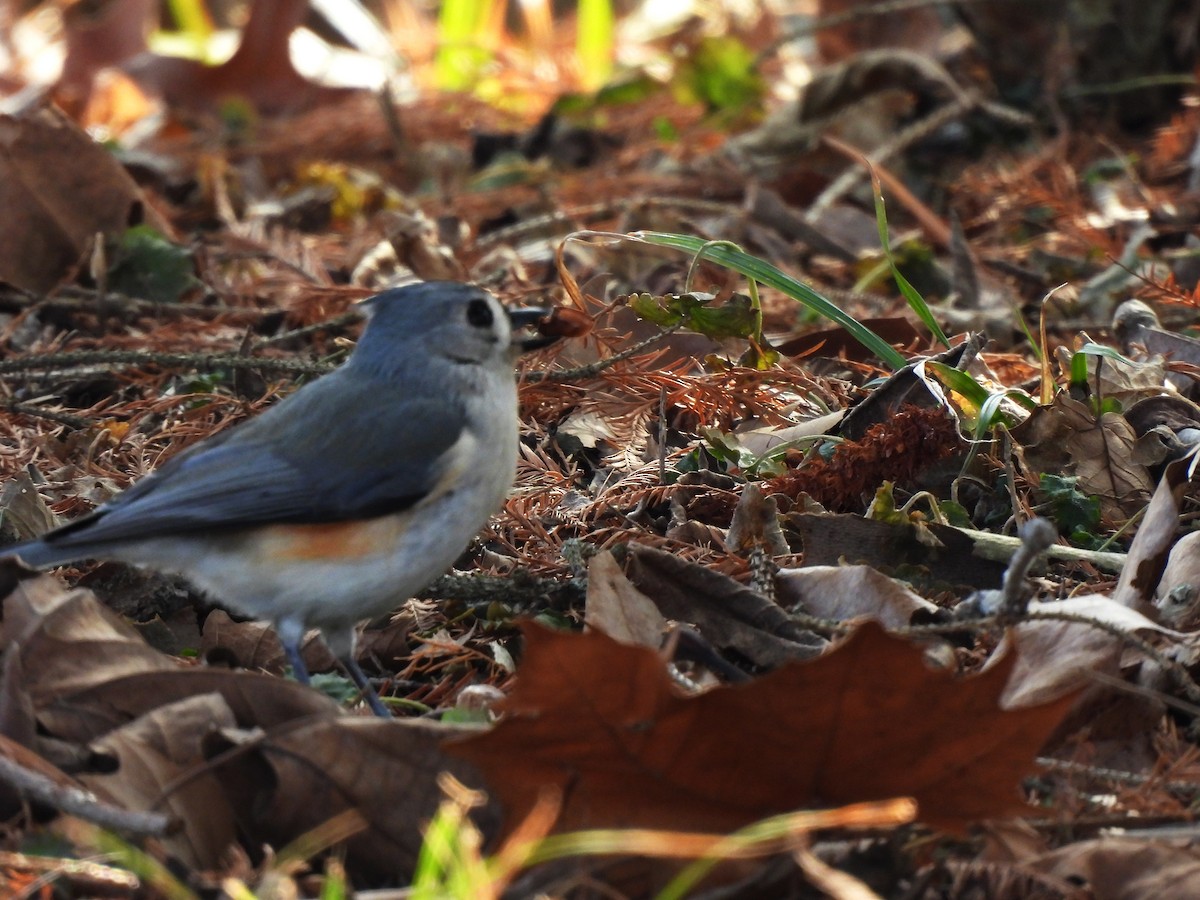 Mésange bicolore - ML411850831