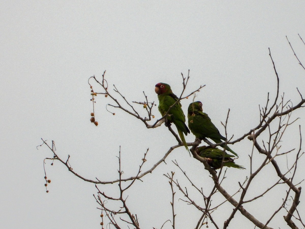 Mitred Parakeet - ML411851471