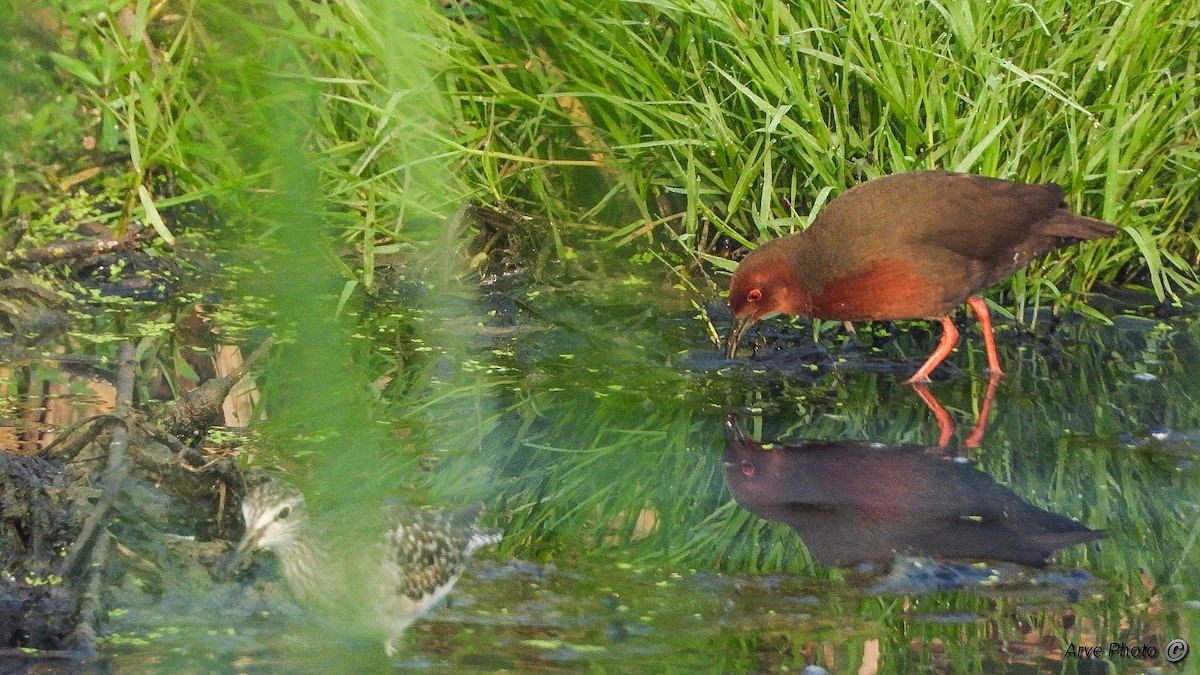 Ruddy-breasted Crake - ML411851911