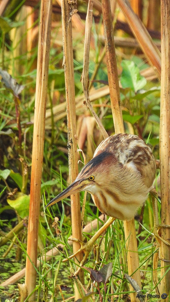 Yellow Bittern - ML411851941