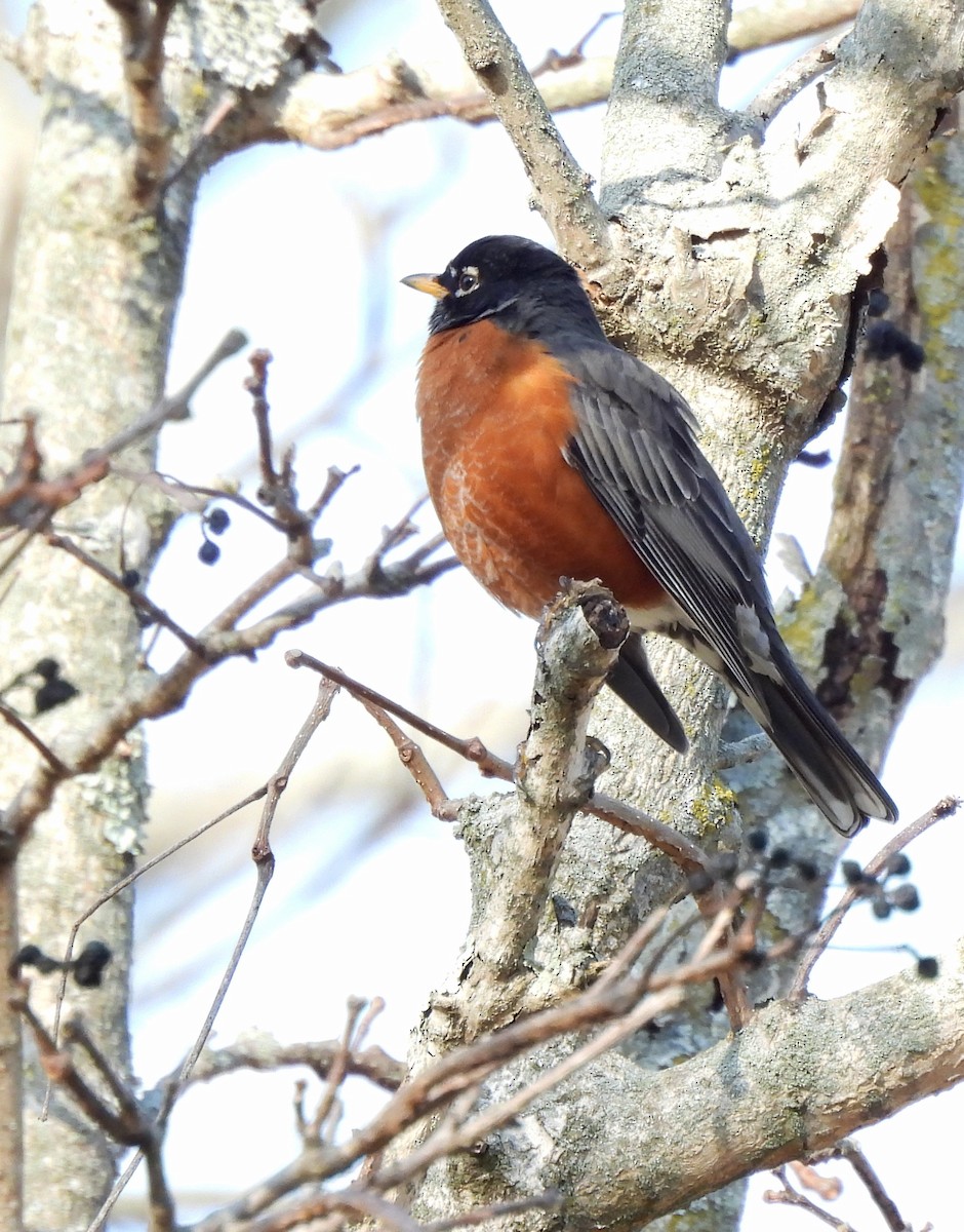 American Robin - Colton Wilmot