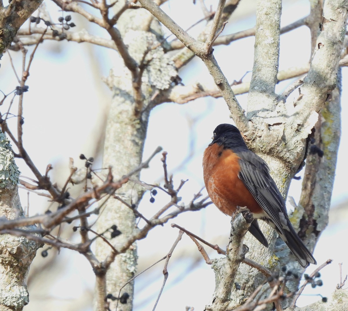 American Robin - ML411853011