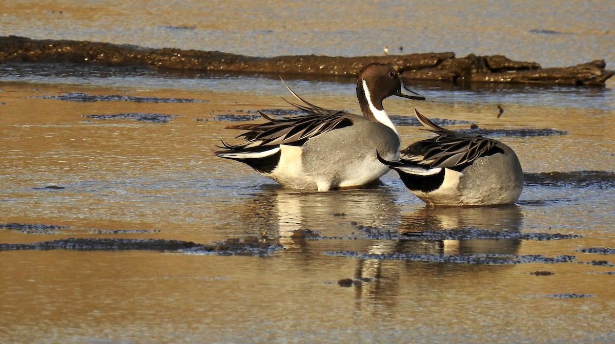 Northern Pintail - Dede Kotler