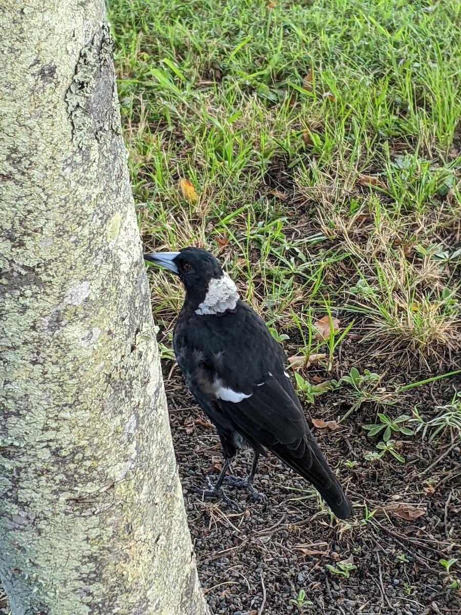 Australian Magpie - ML411855991