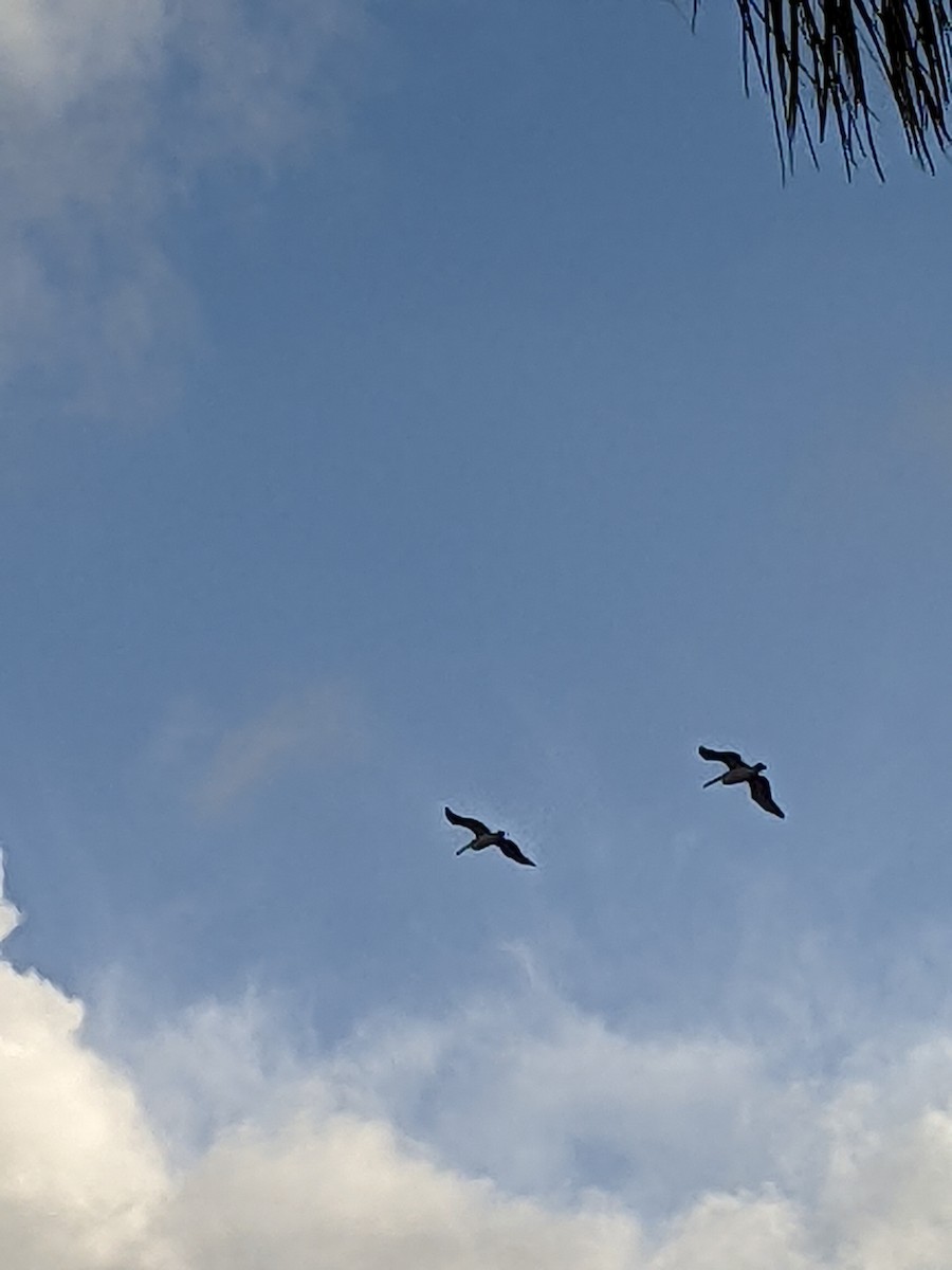 Australian Pelican - ML411856221