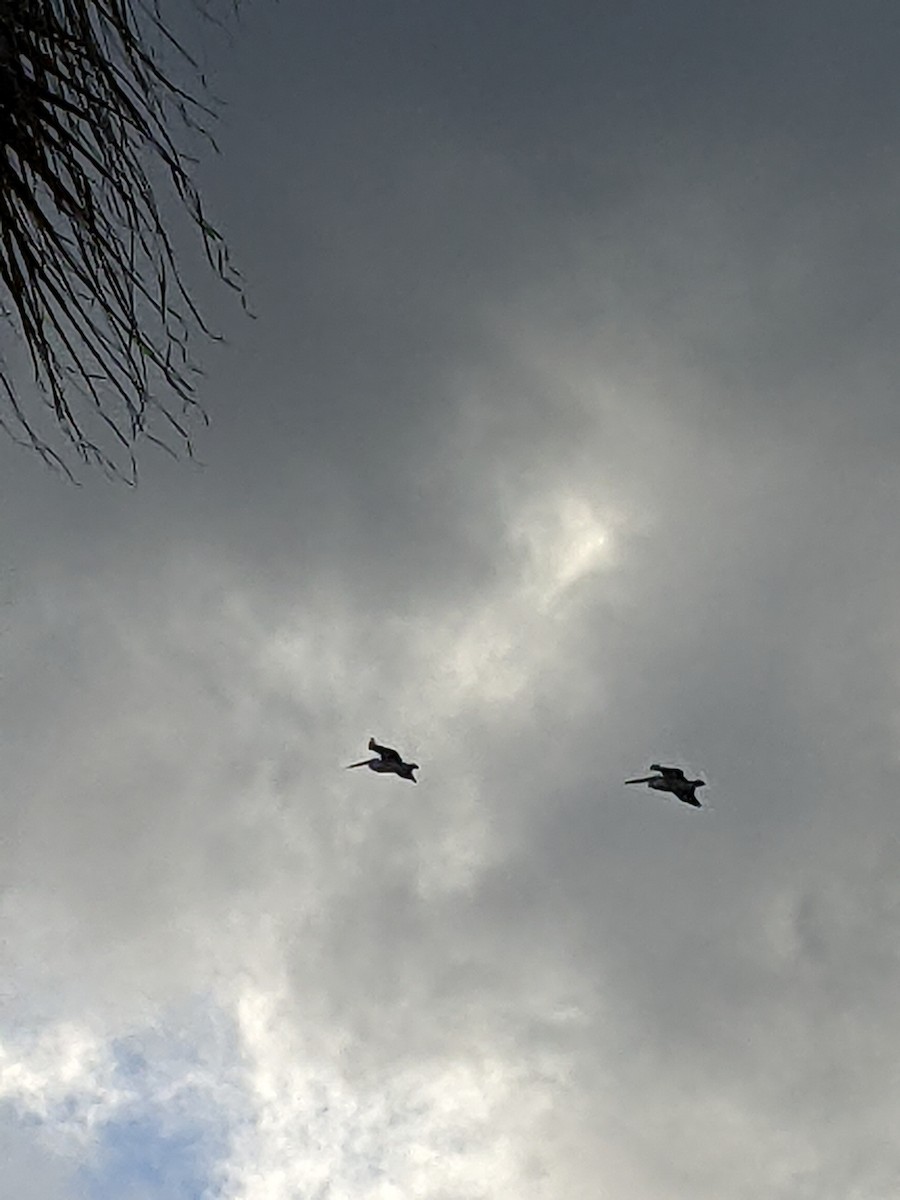 Australian Pelican - Luke A