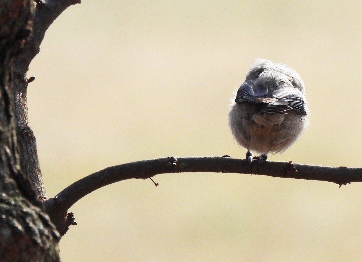 Carolina Chickadee - Colton Wilmot