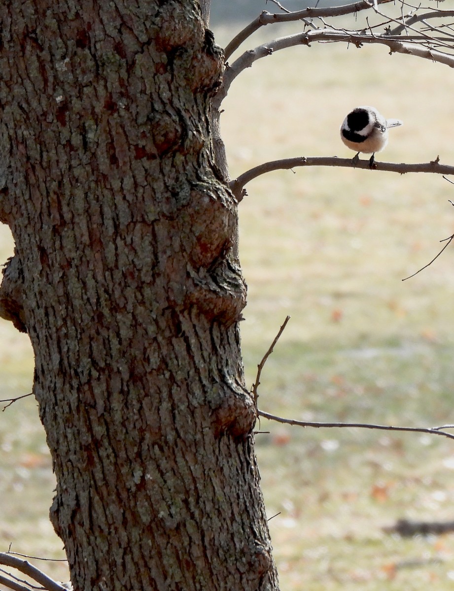 Carolina Chickadee - ML411856761