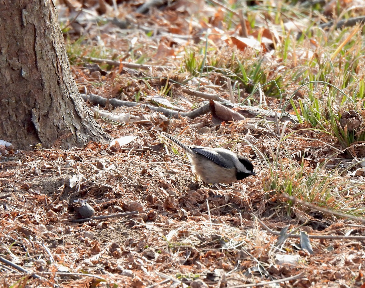 Carolina Chickadee - ML411856781