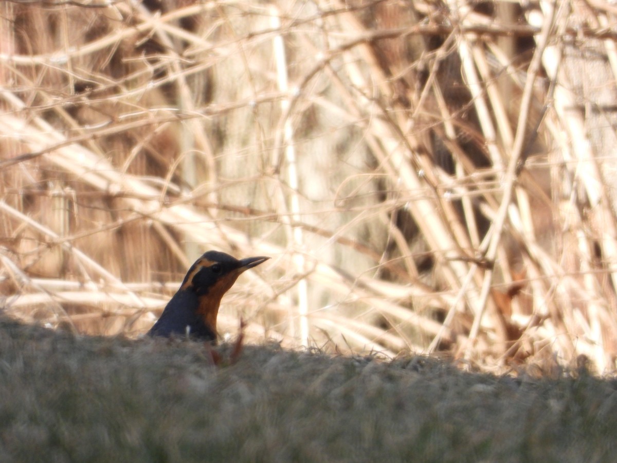 Varied Thrush - ML411856811