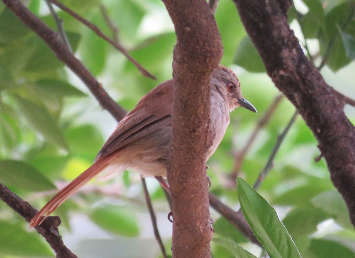Rufous-tailed Palm-Thrush - ML41185721