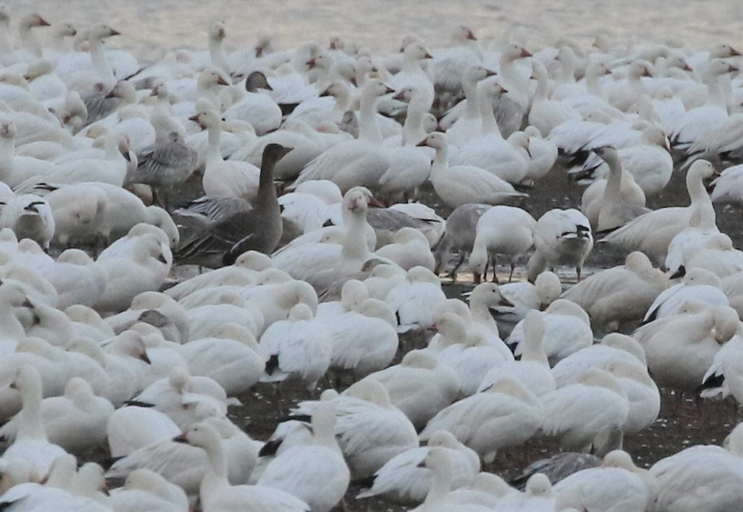 Tundra Bean-Goose - ML411858121