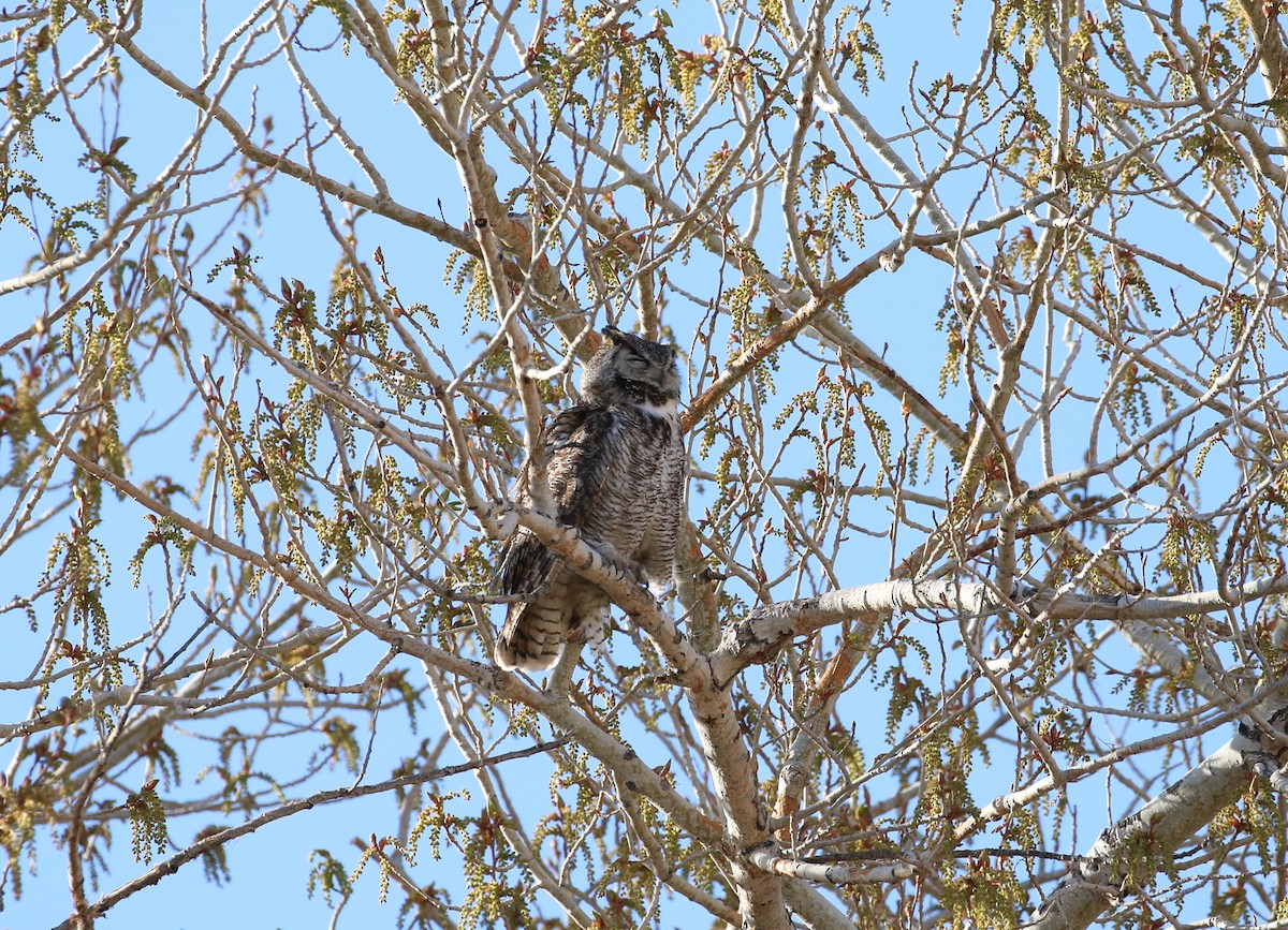 Great Horned Owl - ML411859101