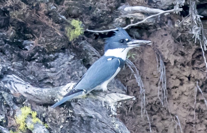 Belted Kingfisher - bj worth