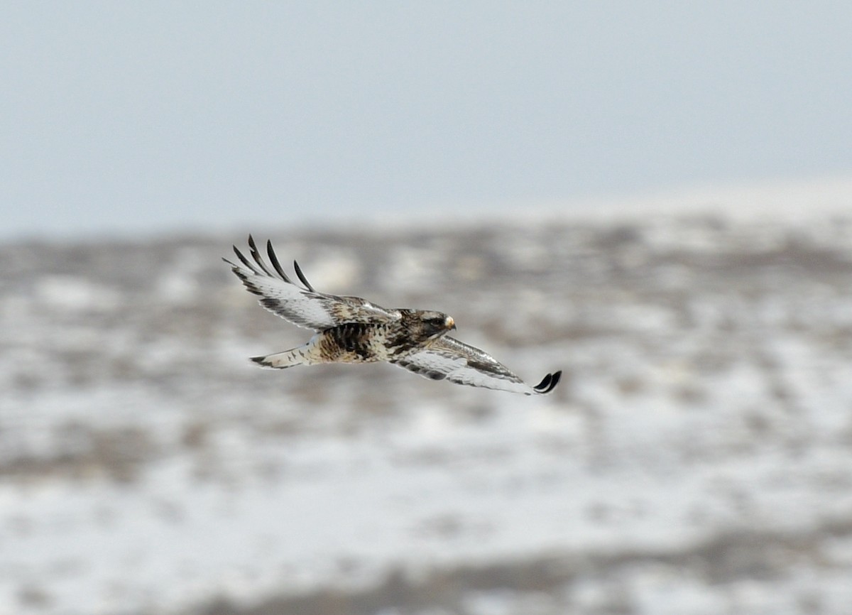 Rough-legged Hawk - ML411859831