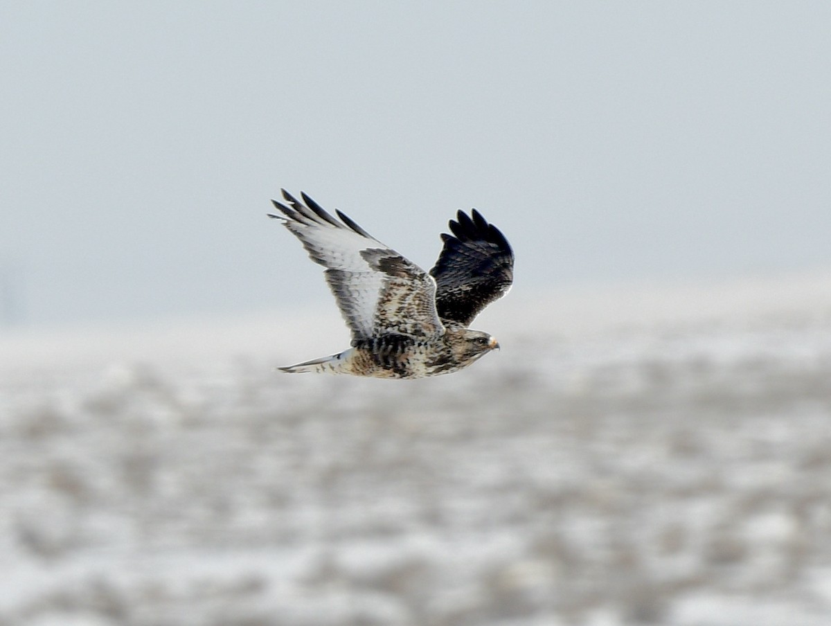 Rough-legged Hawk - ML411859841