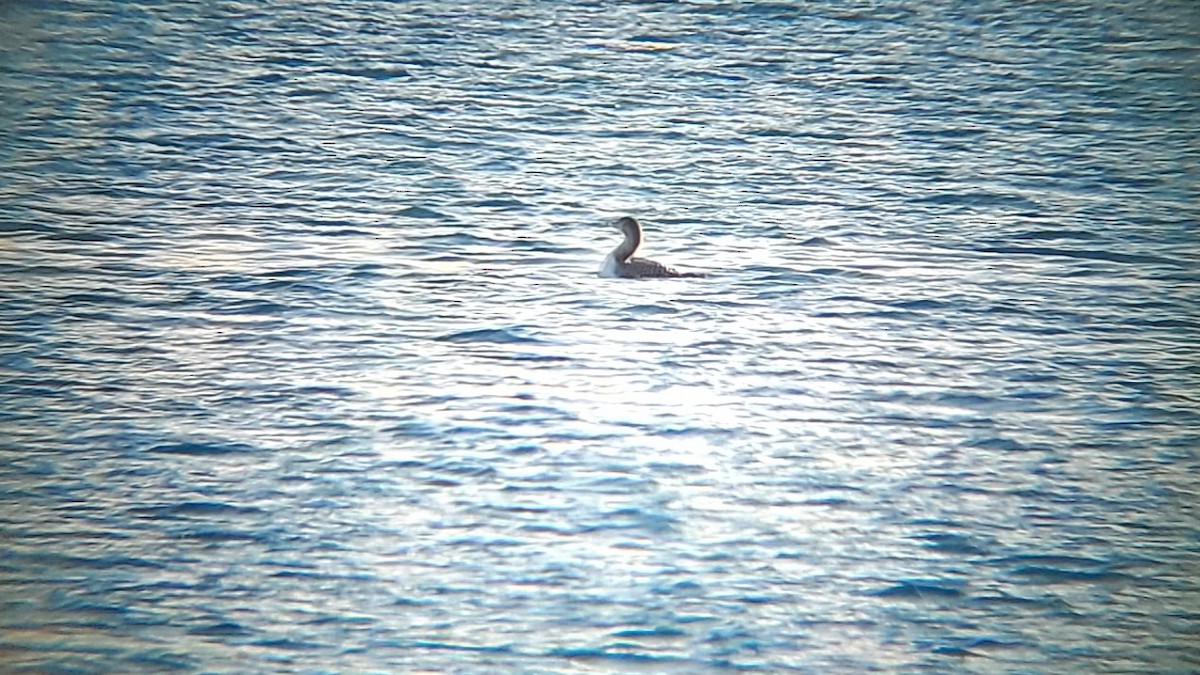 Aliota mokohoria - ML411859981