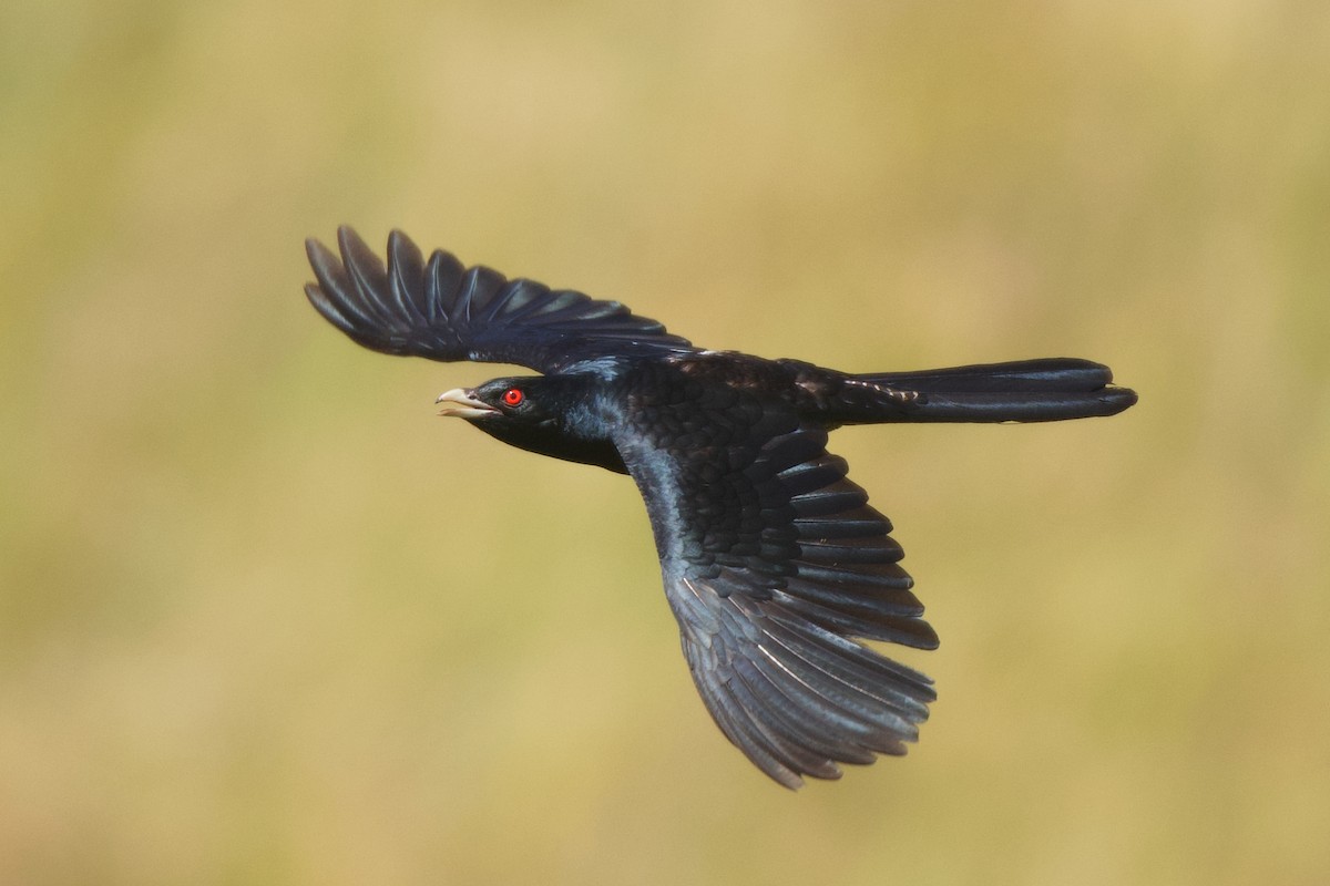 Pacific Koel - Adrian van der Stel