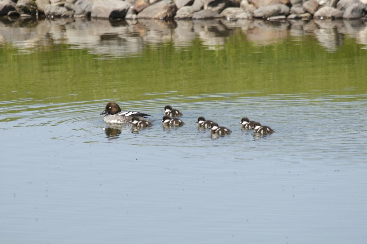 Common Goldeneye - Doug Hitchcox