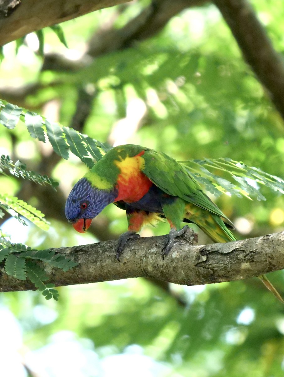 Rainbow Lorikeet - ML411860971