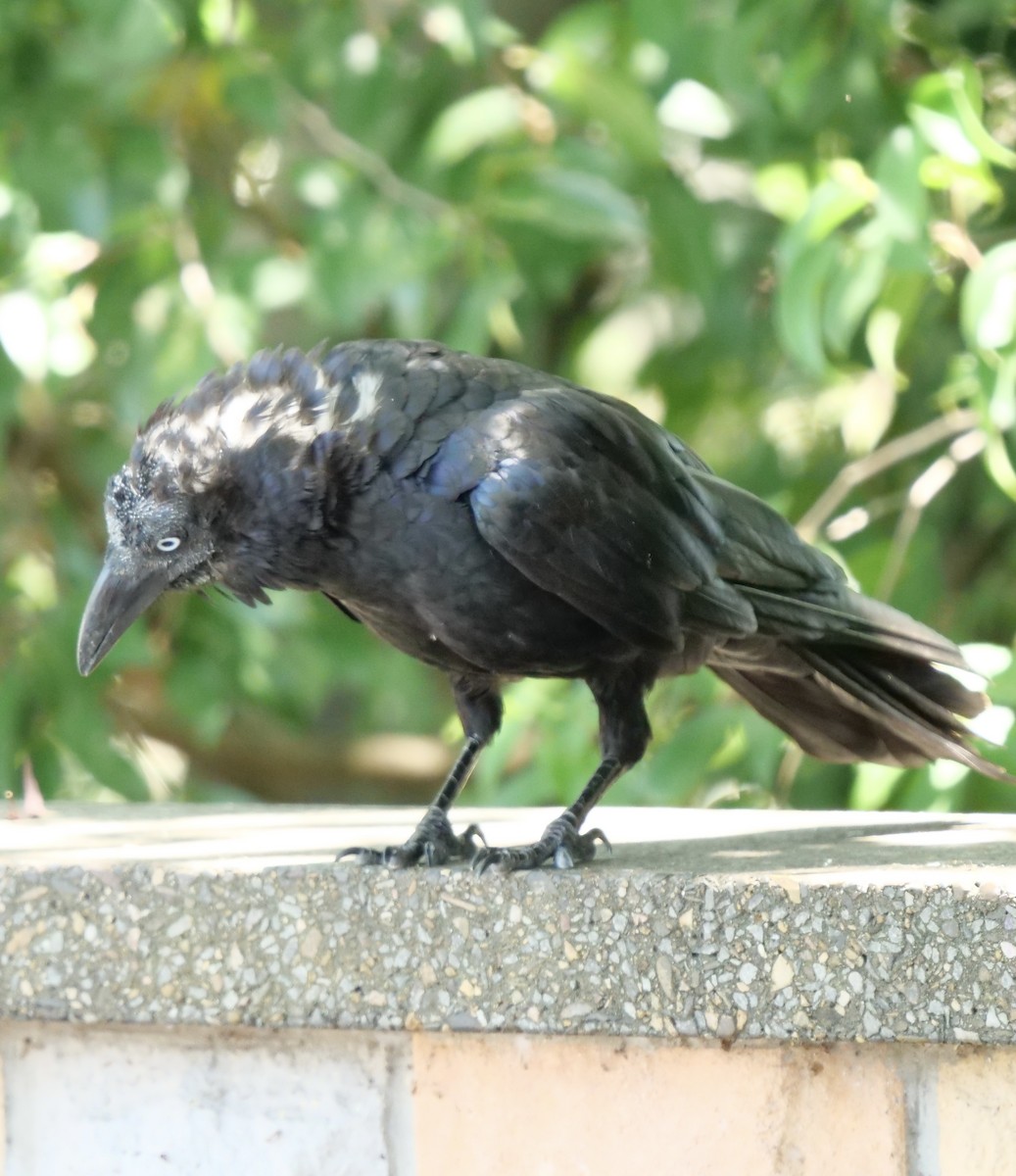 Torresian Crow - ML411861021